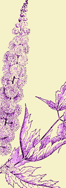 Naturopathic Medecine uses natrual herbs